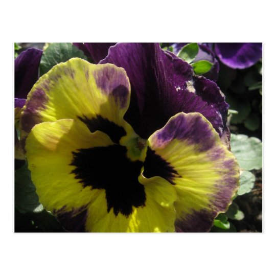 Spring Pansy Postcard