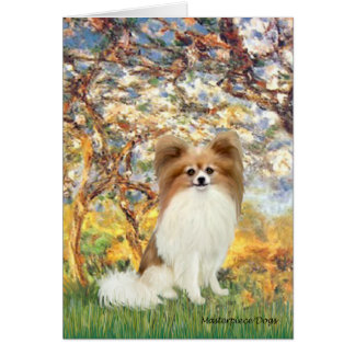 Spring - Papillon 4