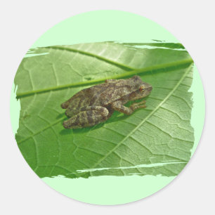 Spring Peeper (Pseudacris crucifer) Treefrog Items Classic Round Sticker