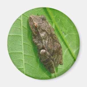 Spring Peeper (Pseudacris crucifer) Treefrog Items Magnet