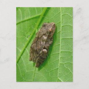 Spring Peeper (Pseudacris crucifer) Treefrog Items Postcard