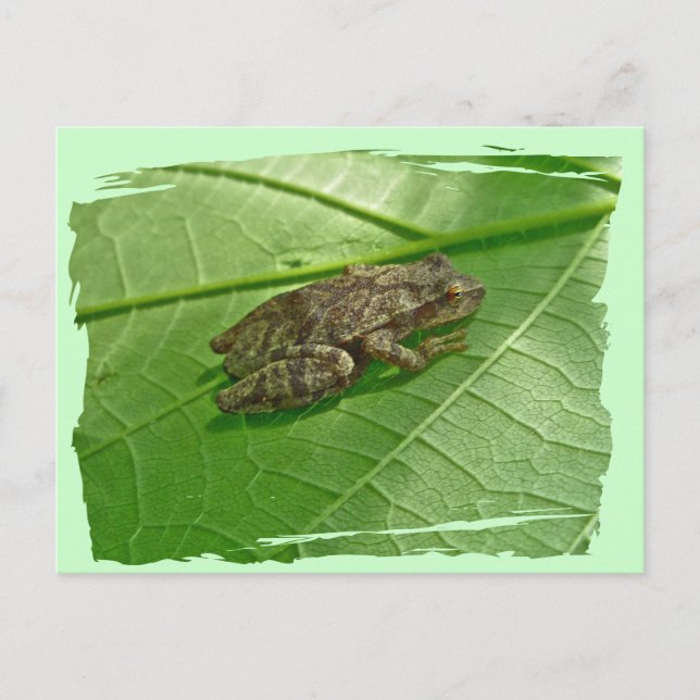 Spring Peeper (Pseudacris crucifer) Treefrog Items Postcard (Front)