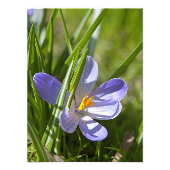 Spring Photo Print (Front)