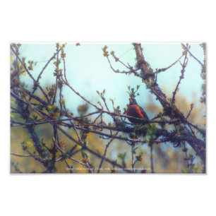 Spring Photo Print