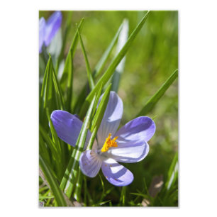 Spring Photo Print
