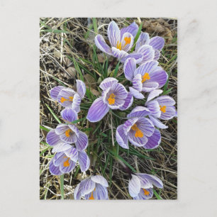 Spring Pickwick Dutch Crocus Flowers Postcard