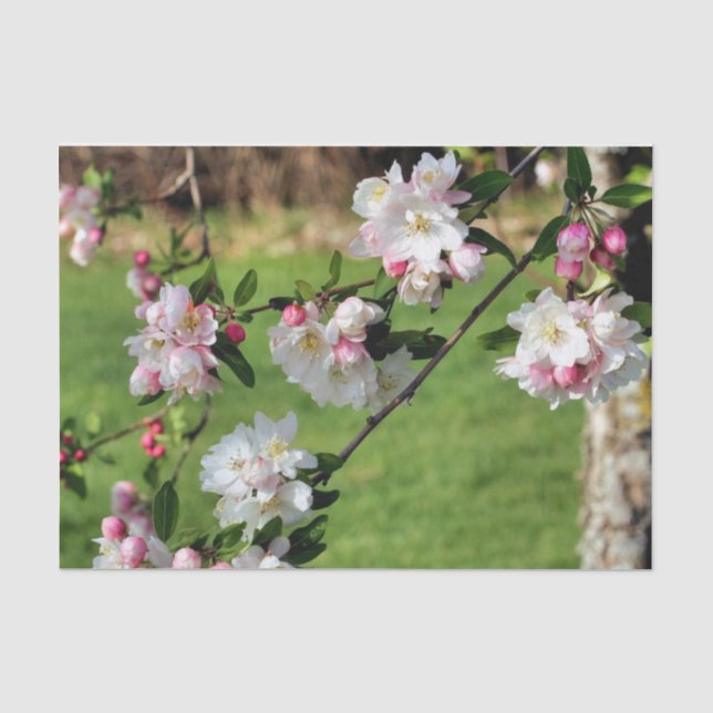 Spring Pink And White Blossoms Decoupage  Tissue Paper (Front)