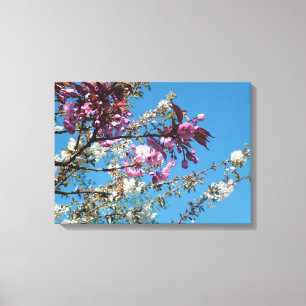 spring pink and white cherry blossom canvas print