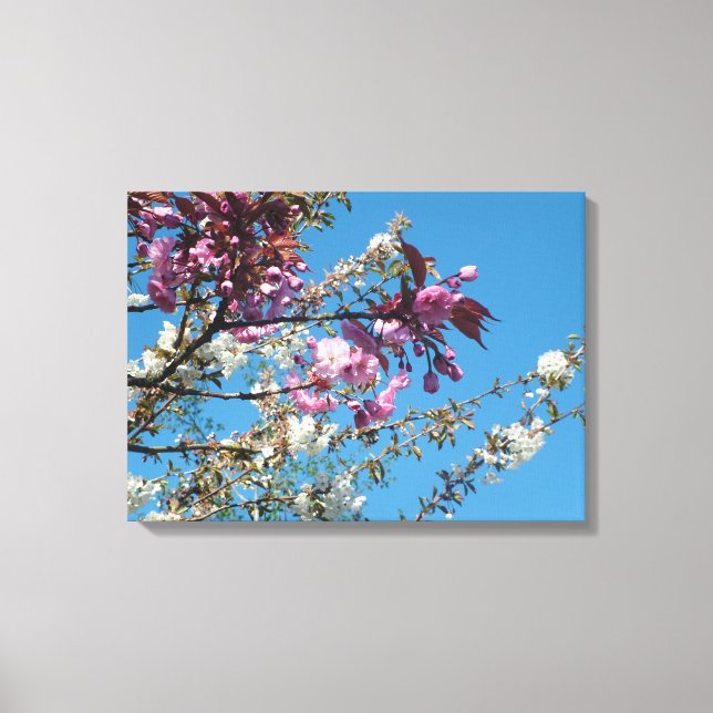 spring pink and white cherry blossom canvas print (Front)