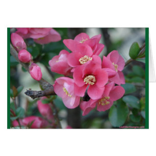 Spring Pink Blooming Flowering Quince