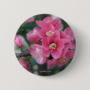 Spring Pink Blooming Flowering Quince 6 Cm Round Badge