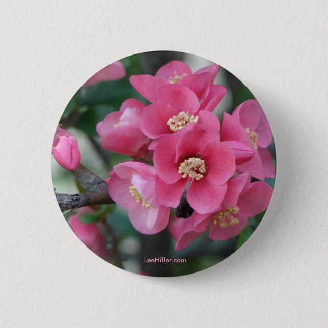 Spring Pink Blooming Flowering Quince 6 Cm Round Badge (Front)