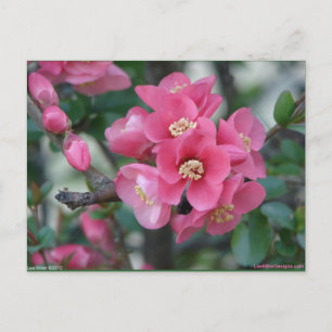 Spring Pink Blooming Flowering Quince Postcard