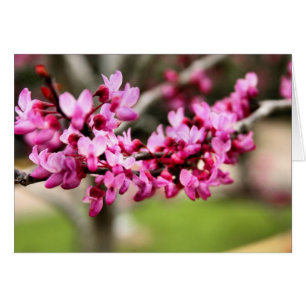 Spring Pink Card