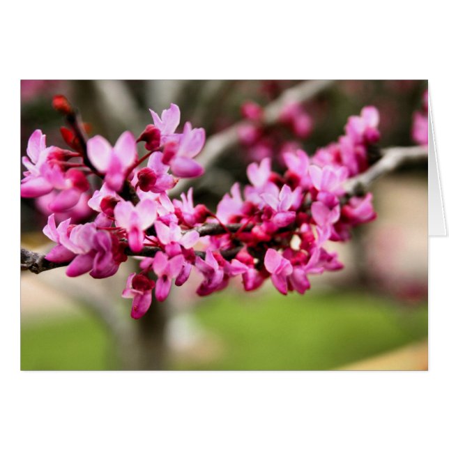 Spring Pink Card (Front Horizontal)