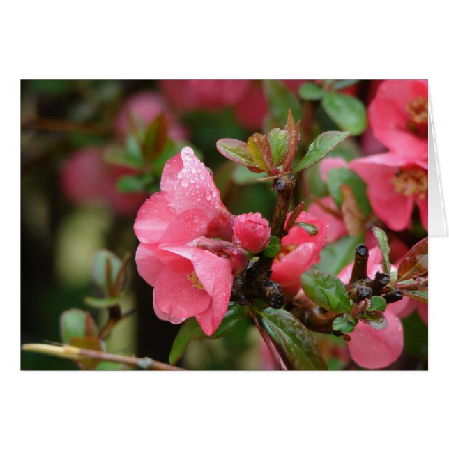 Spring Pink Flowering Quince (Front Horizontal)