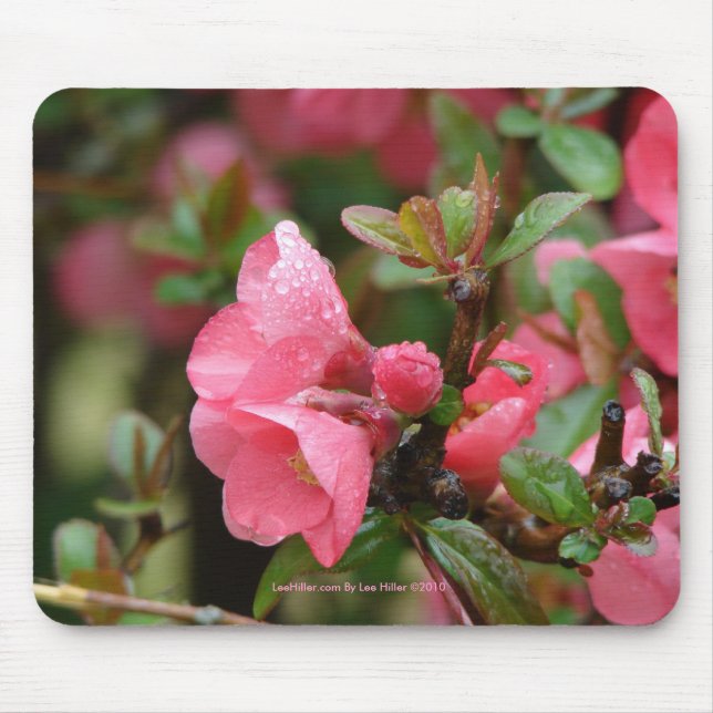 Spring Pink Flowering Quince Mouse Mat (Front)