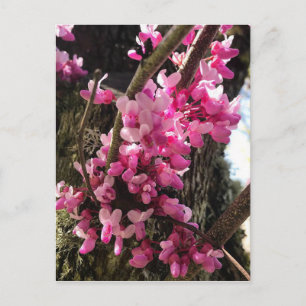 Spring Pink Flowers Postcard