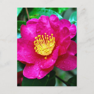 Spring Pink Postcard