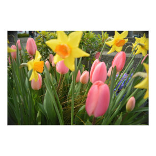 Spring pink tulip and yellow daffodil  flowers photo print