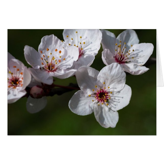 Spring plum blossoms (Front Horizontal)