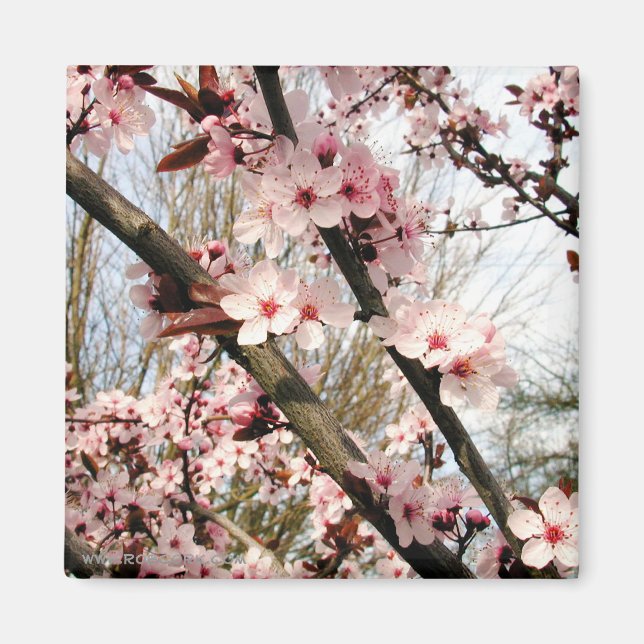 Spring Plum Blossoms Photograph Magnet (Front)