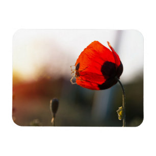 Spring poppy with spider magnet