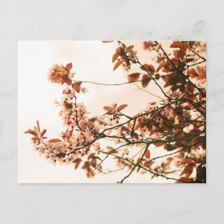 Spring Postcard
