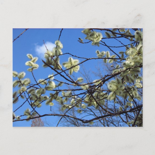 Spring Postcard (Front)