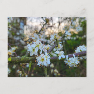 Spring postcard