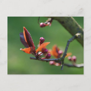 Spring Postcard