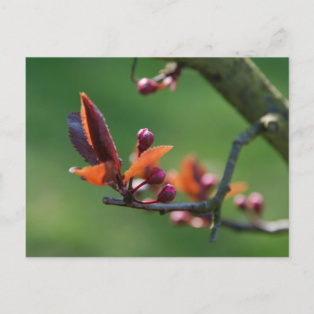 Spring Postcard (Front)
