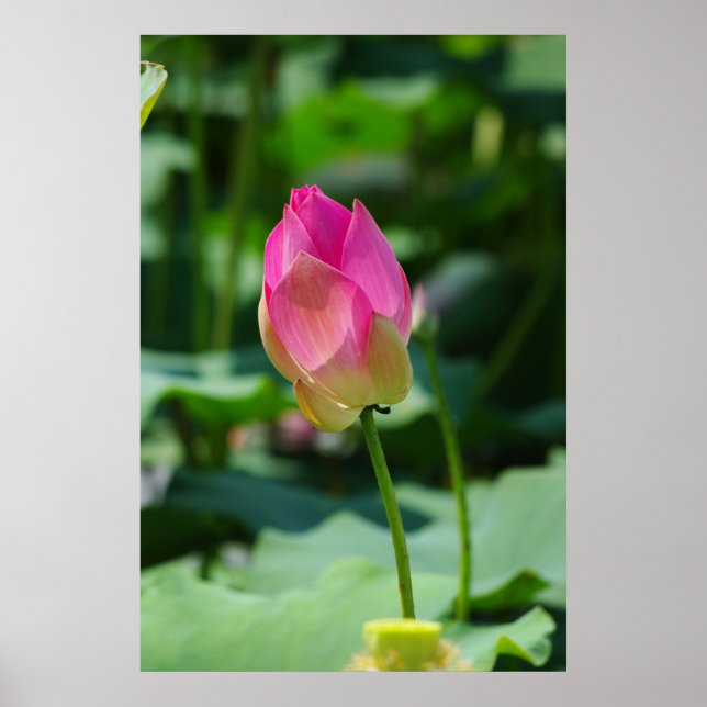 Spring Poster (Front)