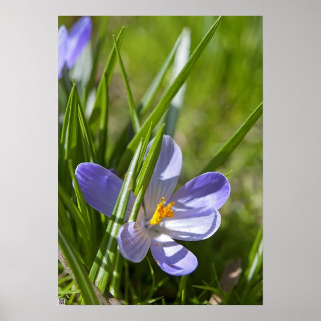 Spring Poster (Front)