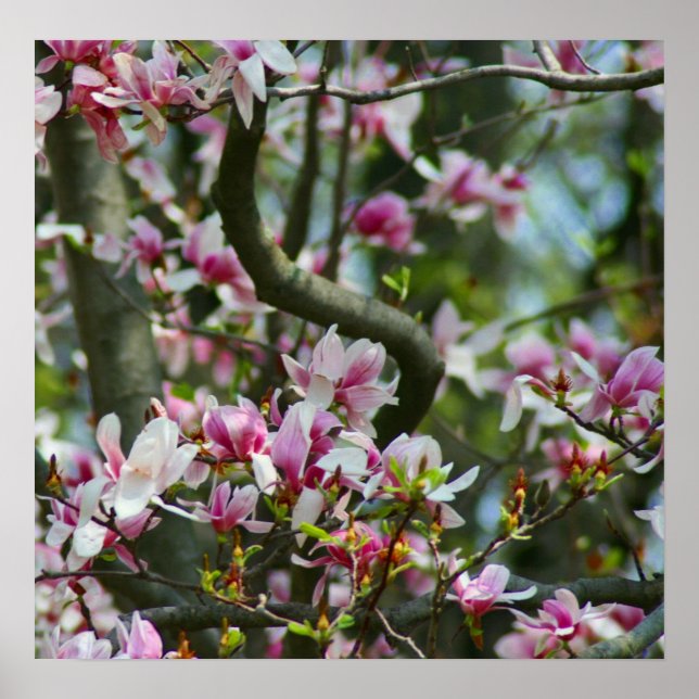 Spring Poster (Front)