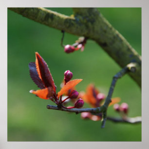 Spring Poster