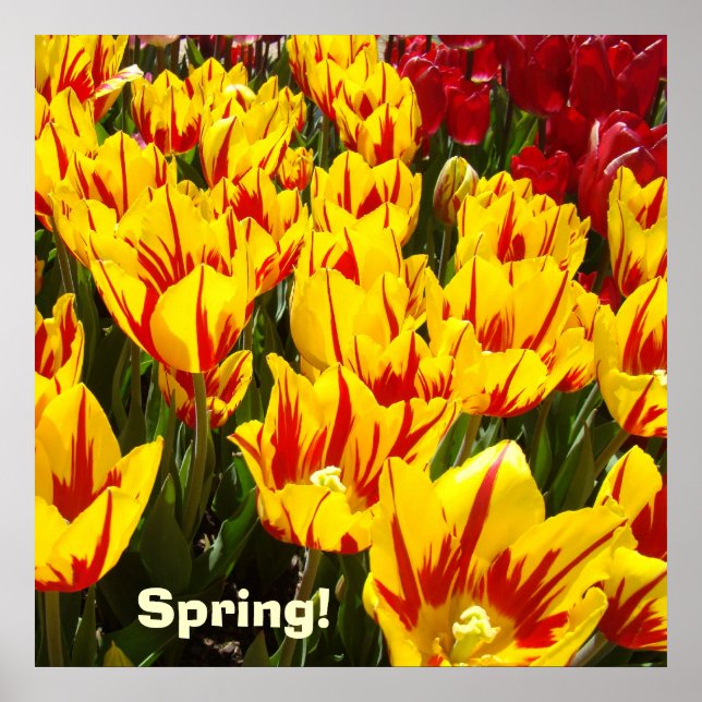 Spring poster Yellow Red Tulip Flowers prints (Front)