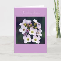 Spring  Posy