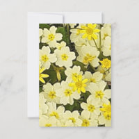 Spring Primroses