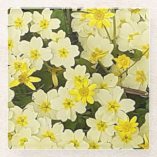 Spring Primroses Glass Coaster