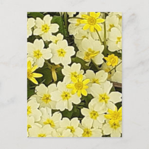 Spring Primroses Postcard