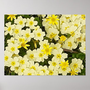 Spring Primroses Poster