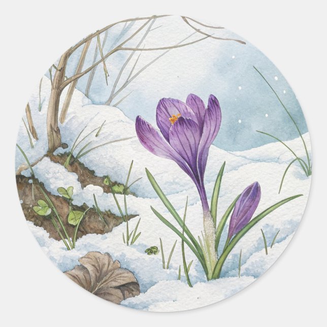 Spring Purple Crocus In The Snow Sticker (Front)