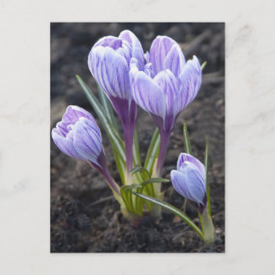 SPRING PURPLE CROCUS POSTCARD