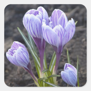 SPRING PURPLE CROCUS SQUARE STICKER