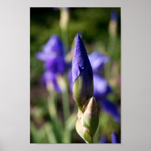 Spring Purple Flower Bud Poster