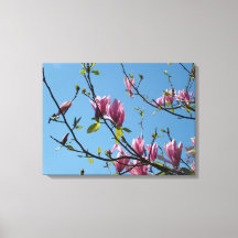 spring purple magnolia flowers in blue sky