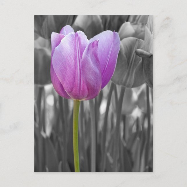 Spring Purple Tulip on Black and White Postcard (Front)