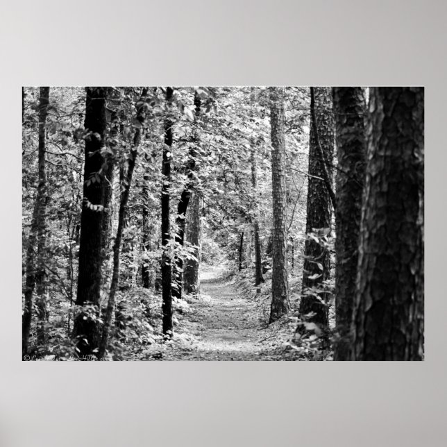 Spring Rainforest Trail in Black and White Poster (Front)