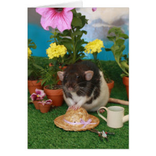 Spring Rat Card